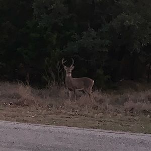 Meet your Posher, Bobby